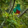 Kvesal chocholaty - Pharomachrus mocinno - Quetzal 7842